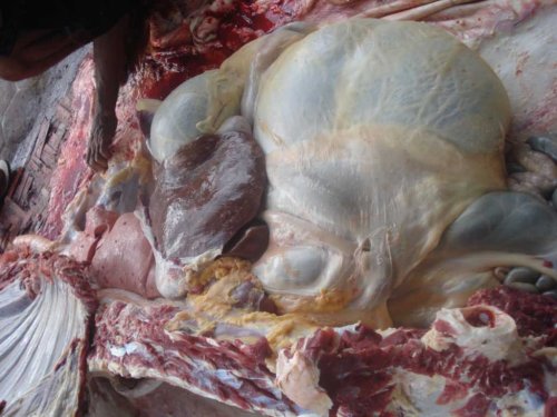 DSC05513_1